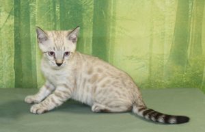 www.amazonbengals.com Seal Mink Spotted Female Bengal Kitten Princes Darling