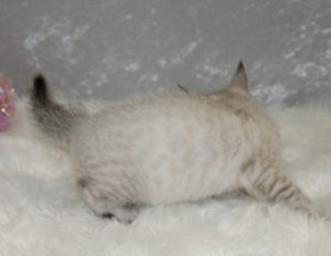 www.amazonbengals.com AmazonBengals Seal Lynx Point Bengal Kitten Princess Gidget