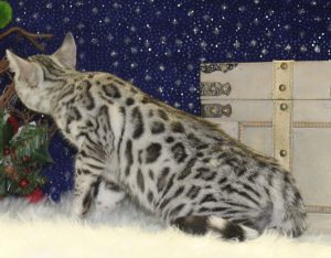 www.amazonbengals.com AmazonBengals Silver Black Spotted Bengal Kitten Prince Thunder