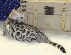 www.amazonbengals.com AmazonBengals Silver Black Spotted Bengal Kitten Prince Thunder