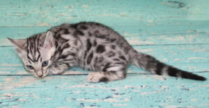 www.amazonbengals.com AmazonBengals Silver Black Spotted Prince Baine