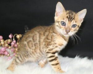 www.amazonbengals.com AmazonBengals Brown Black Spotted Princess Francine