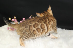 www.amazonbengals.com AmazonBengals Brown Black Spotted Princess Francine