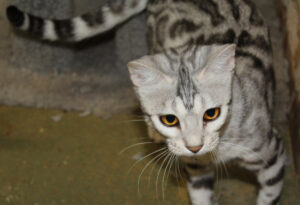 www.amazonbengals.com AmazonBengals Silver Black Spotted Queen Cavscout Maeve