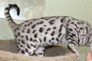 www.amazonbengals.com Silver Black Spotted Queen Mirwan Miss Mag