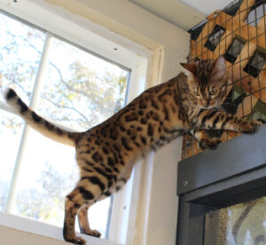 www.amazonbengals.com AmazonBengals Brown Black Spotted Princess Claire