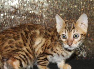 www.amazonbengals.com AmazonBengals Brown Black Spotted Female Princess Hellena