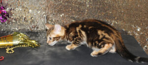 www.amazonbengals.com AmazonBengals Brown Black Marble Male Prince Hilo