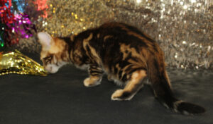 www.amazonbengals.com AmazonBengals Brown Black Marble Male Prince Hilo