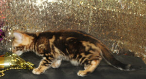 www.amazonbengals.com AmazonBengals Brown Black Marble Male Prince Hilo