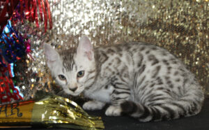 www.amazonbengals.com AmazonBengals Silver Black Spotted male Prince Gabe