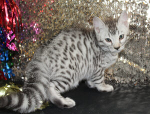 www.amazonbengals.com AmazonBengals Silver Black Spotted male Prince Gabe