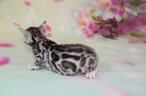 www.amazonbengals.com AmazonBengals Silver Black Spotted Female Princess Kahlia