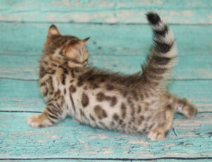 www.amazonbengals.com AmazonBengals Silver Black Spotted Male Prince Landon