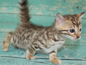 www.amazonbengals.com AmazonBengals Silver Black Spotted Male Prince Landon