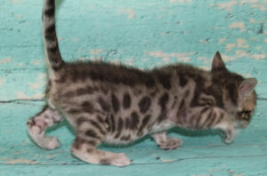 www.amazonbengals.com AmazonBengals Silver Sepia Spotted Male Prince Jeremiah