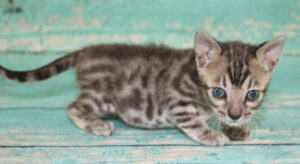www.amazonbengals.com AmazonBengals Silver Sepia Spotted Male Prince Jeremiah