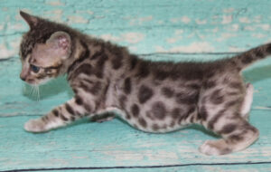 www.amazonbengals.com AmazonBengals Silver Sepia Spotted Male Prince Jeremiah