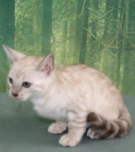 AmazonBengals Silver Seal Lynx Spotted Male Prince Lennon www.amazonbengals.com