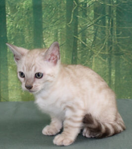 AmazonBengals Silver Seal Lynx Spotted Male Prince Lennon www.amazonbengals.com