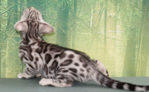 www.amazonbengals.com AmazonBengals Silver Black Spotted Female Princess Kahlia