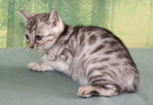 AmazonBengals Silver Black Spotted Female Princess Lane www.amazonbengals.com 