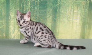 AmazonBengals Silver Black Spotted Male Prince Isaac www.amazonbengals.com