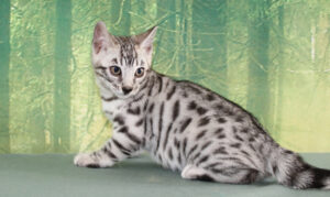 AmazonBengals Silver Black Spotted Male Prince Isaac www.amazonbengals.com