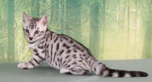 AmazonBengals Silver Black Spotted Male Prince Isaac www.amazonbengals.com