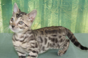 AmazonBengals Silver Sepia Spotted Male Prince Jeremiah www.amazonbengals.com 