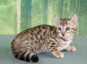 www.amazonbengals.com AmazonBengals Silver Sepia Spotted Male Prince Landon