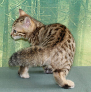 www.amazonbengals.com AmazonBengals Silver Sepia Spotted Male Prince Landon