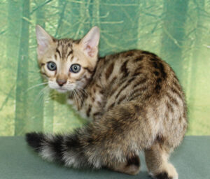 www.amazonbengals.com AmazonBengals Silver Sepia Spotted Male Prince Landon