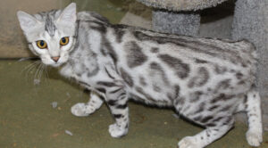 Cavscout Maeve
Silver black spotted female 
www.amazonbengals.com