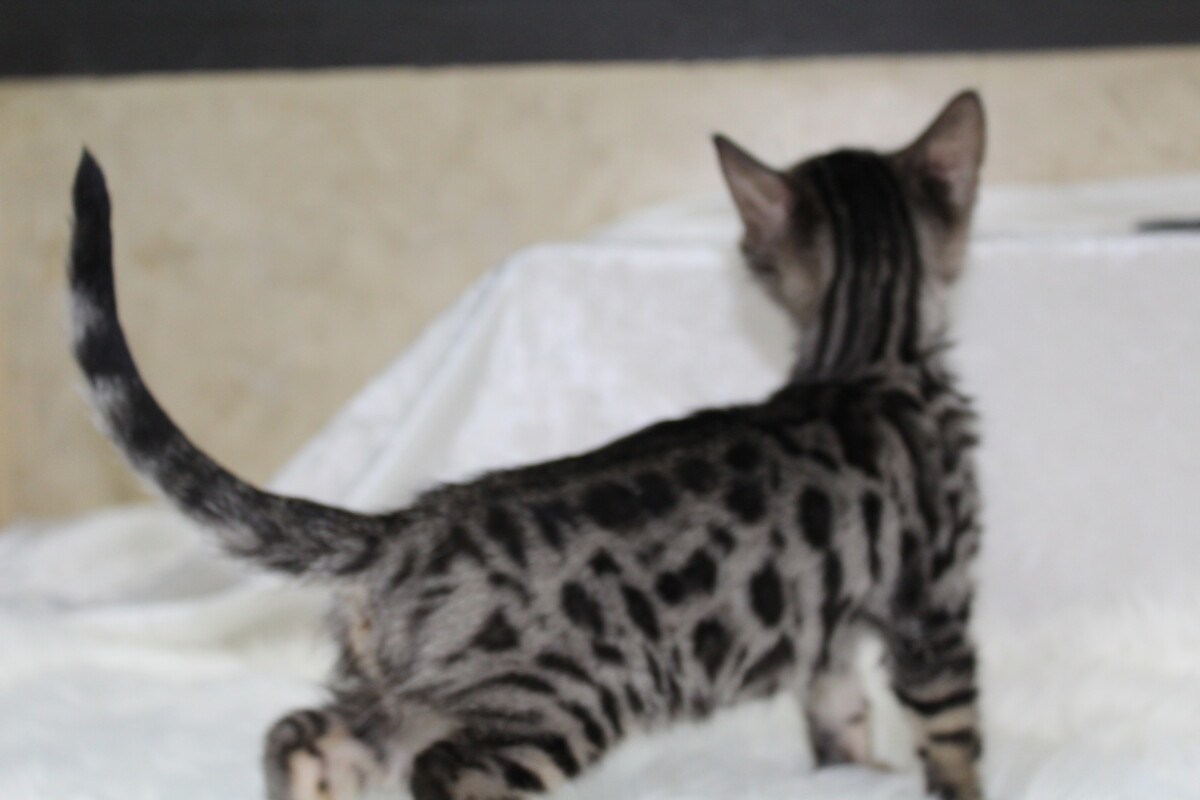 Bengal Adoption: Bengal Kittens for Sale and Adoption 