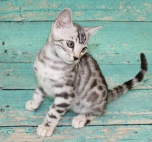 www.amazonbengals.com AmazonBengals Male Prince George