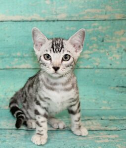 www.amazonbengals.com AmazonBengals Male Prince George