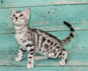 www.amazonbengals.com AmazonBengals Male Prince George