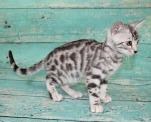 www.amazonbengals.com AmazonBengals Male Prince George