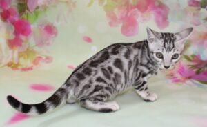 www.amazonbengals.com AmazonBengals Female Princess Gracie