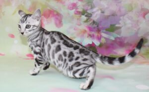 www.amazonbengals.com AmazonBengals Female Princess Gracie