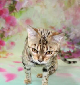 www.amazonbengals.com AmazonBengals Female 