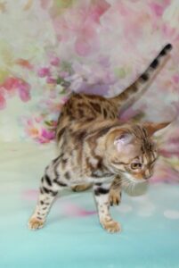 www.amazonbengals.com AmazonBengals Female 