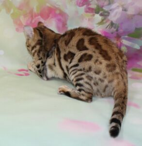 www.amazonbengals.com AmazonBengals Female 