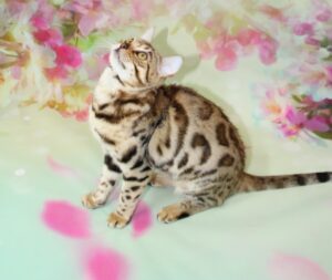 www.amazonbengals.com AmazonBengals Female 