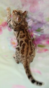 www.amazonbengals.com AmazonBengals Female 