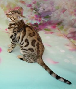 www.amazonbengals.com AmazonBengals Female 