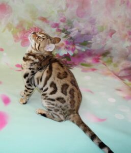 www.amazonbengals.com AmazonBengals Female 