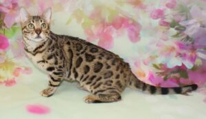 www.amazonbengals.com AmazonBengals Female