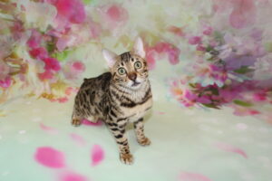 www.amazonbengals.com AmazonBengals Female